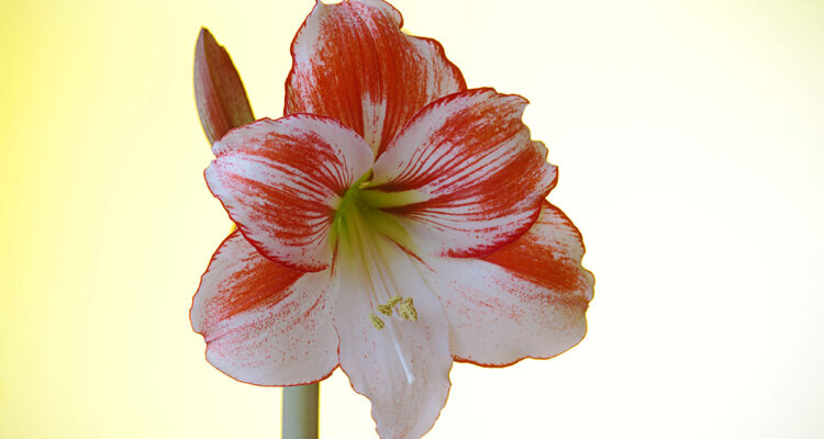 Calendrier du 18 février 2022