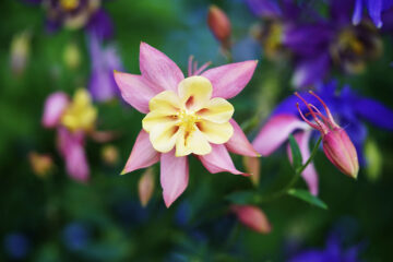 Calendrier lunaire du 1er février 2022