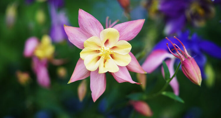 Calendrier lunaire du 1er février 2022