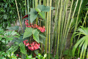 Des bégonias rustiques