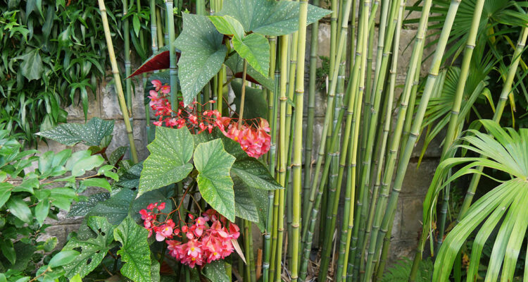 Des bégonias rustiques