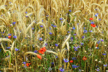 Calendrier lunaire du 3 fevrier 2022