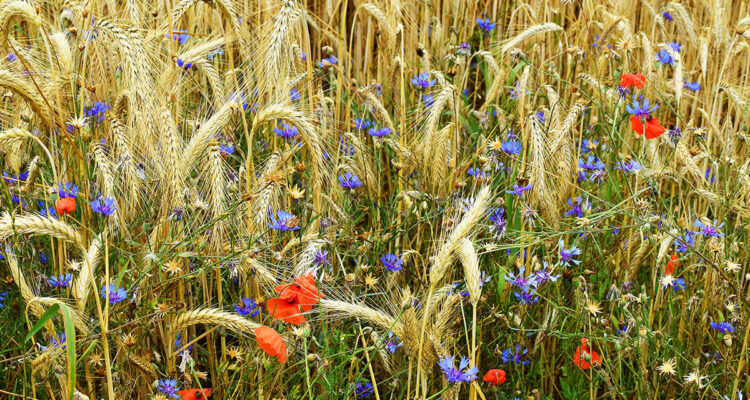 Calendrier lunaire du 3 fevrier 2022