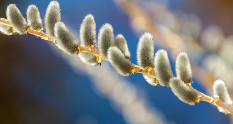 calendrier lunaire du 25 février 2022