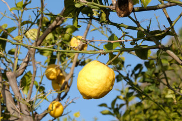 Citron de Menton