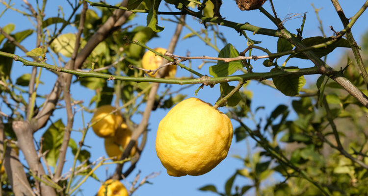 Citron de Menton