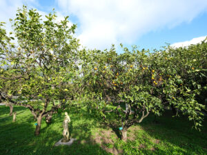 Citronnier arbre gauche-Jardin agrumes palais Carnoles-Menton-Didier Hirsch_XT33259-1200x800 Palais de Carnolès