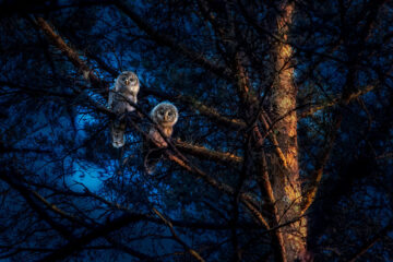 calendrier lunaire du 2 février 2022