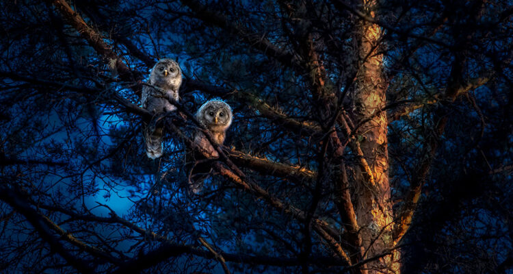 calendrier lunaire du 2 février 2022