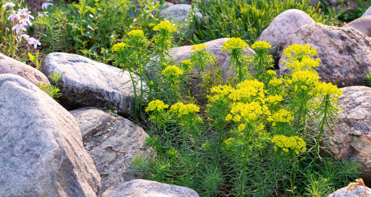 l'euphorbe petite-cyprès