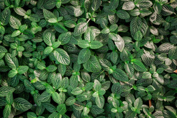 calendrier lunaire du 08 février 2022