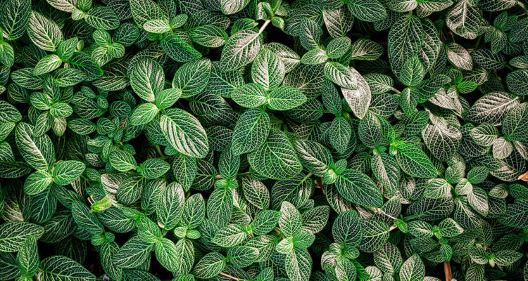 calendrier lunaire du 08 février 2022