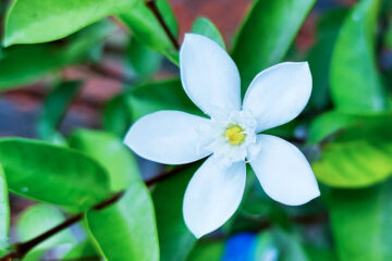 calendrier lunaire du 10 février 2022