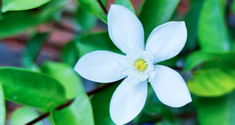 calendrier lunaire du 10 février 2022