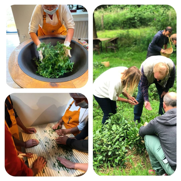 gaelle rousseau - the en normandie. 4-Edit du thé 100% normand