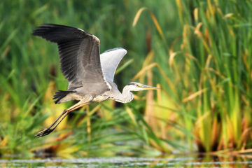 les hérons en france