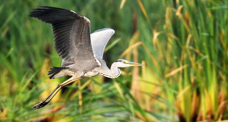 les hérons en france