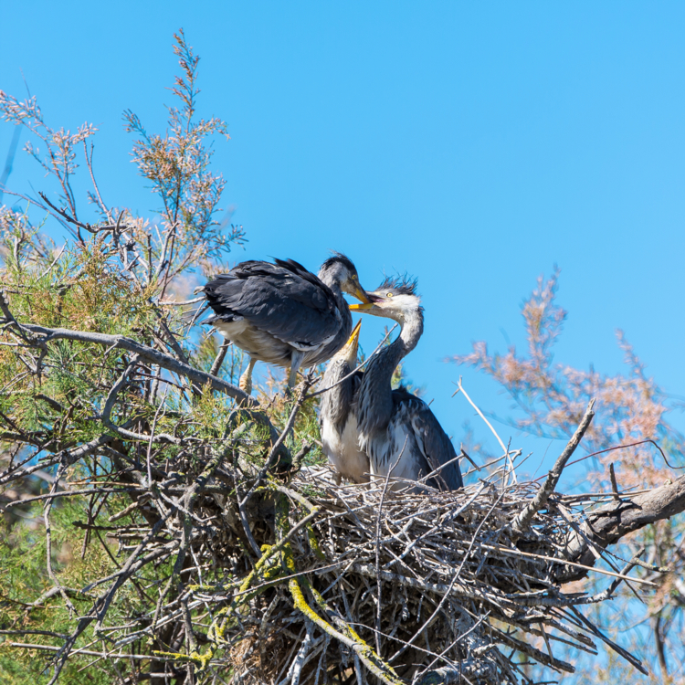 heron cendré - nid - Pascale Gueret -Edit Le héron cendré