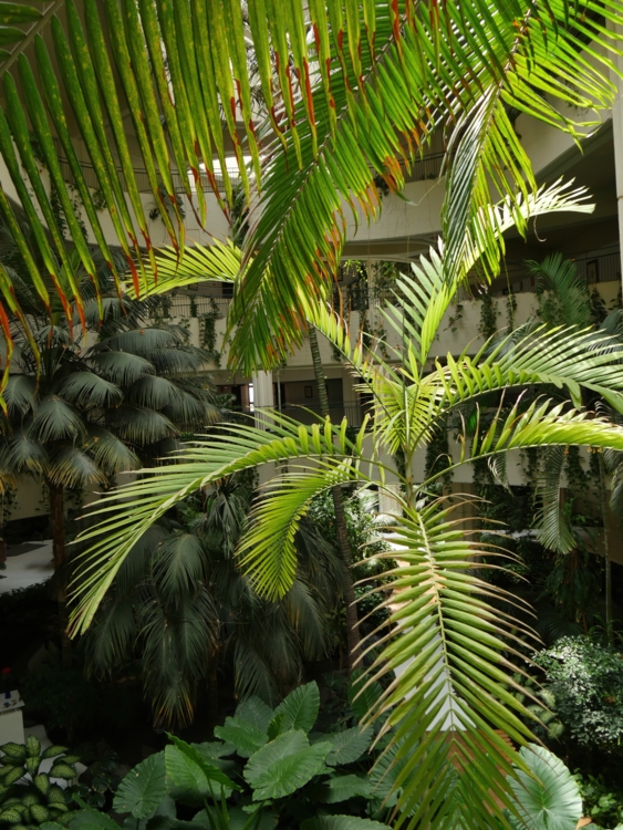 Hotel. Jardin 2-Edit Vivre dans la lave