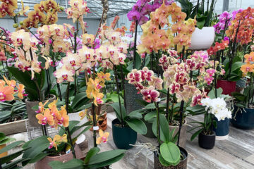 Phalaenopsis Vacherot et Lecoufle
