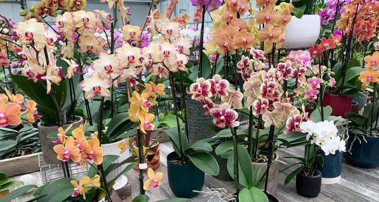 Phalaenopsis Vacherot et Lecoufle