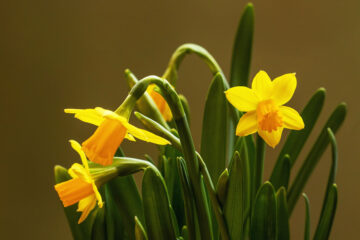 Calendrier lunaire du 28 février 2022