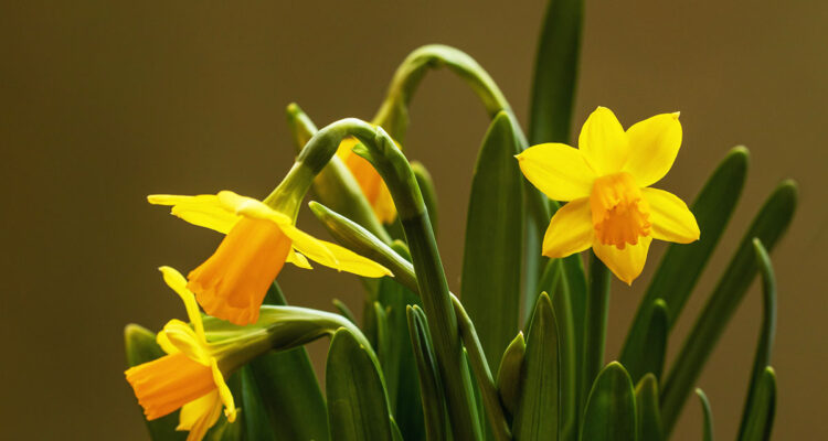 Calendrier lunaire du 28 février 2022