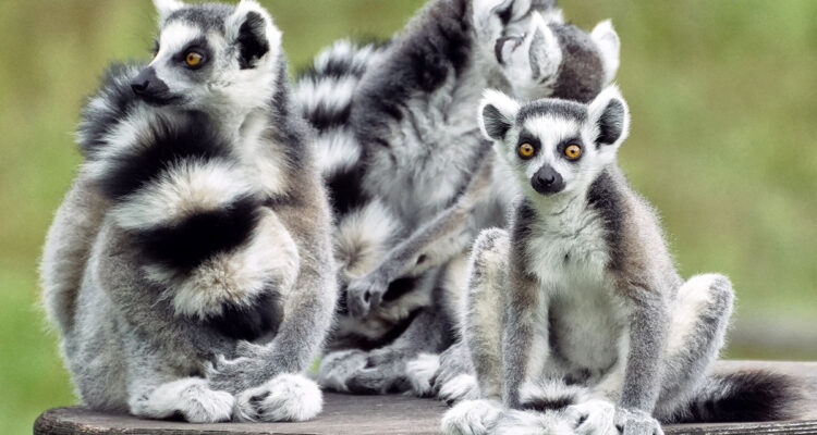 Calendrier lunaire du 9 février 2022