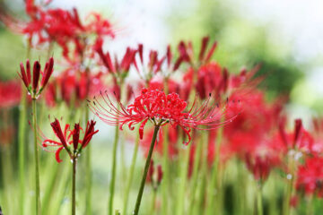 calendrier lunaire fevrier 2022