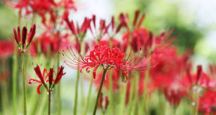 calendrier lunaire fevrier 2022