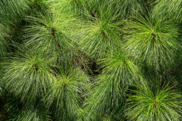 Calendrier lunaire du 17 février 2022