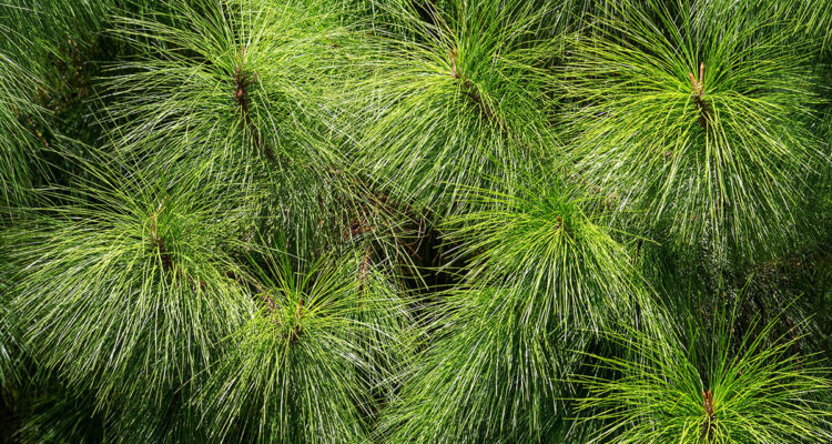 Calendrier lunaire du 17 février 2022