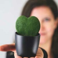 severin-candrian-ZLrvKmrDyFk-unsplash Hoya kerrii : Jolis cœurs en intérieur