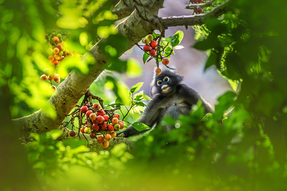 Singe-Semnopithèque obscur-Trachypithecus obscurus-erik-karits-X9PVchBYveI-unsplash-1200x800 Calendrier du 22 février 2022