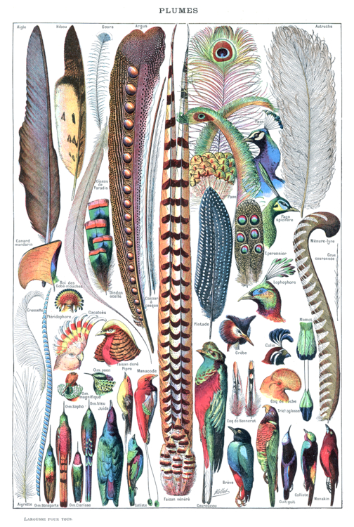 Types_de_plumes._-_Larousse_pour_tous,_Adolphe Millot -1907-1910--Edit le héron cendré