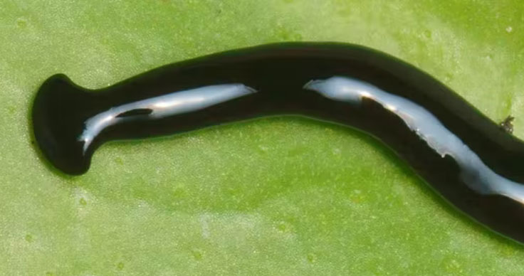 ver Humbertium covidum