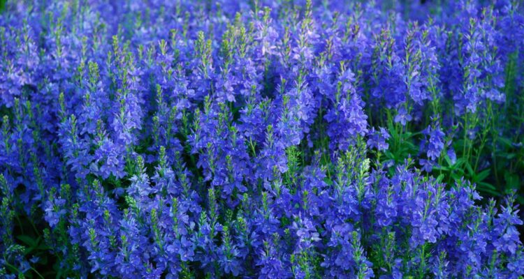 Les véroniques vivaces