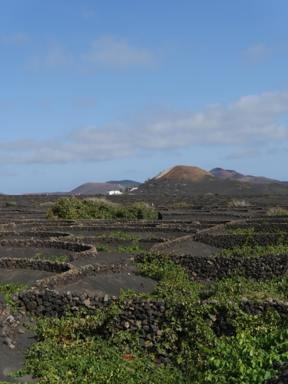 Vignes La geria 6-Edit Vivre dans la lave