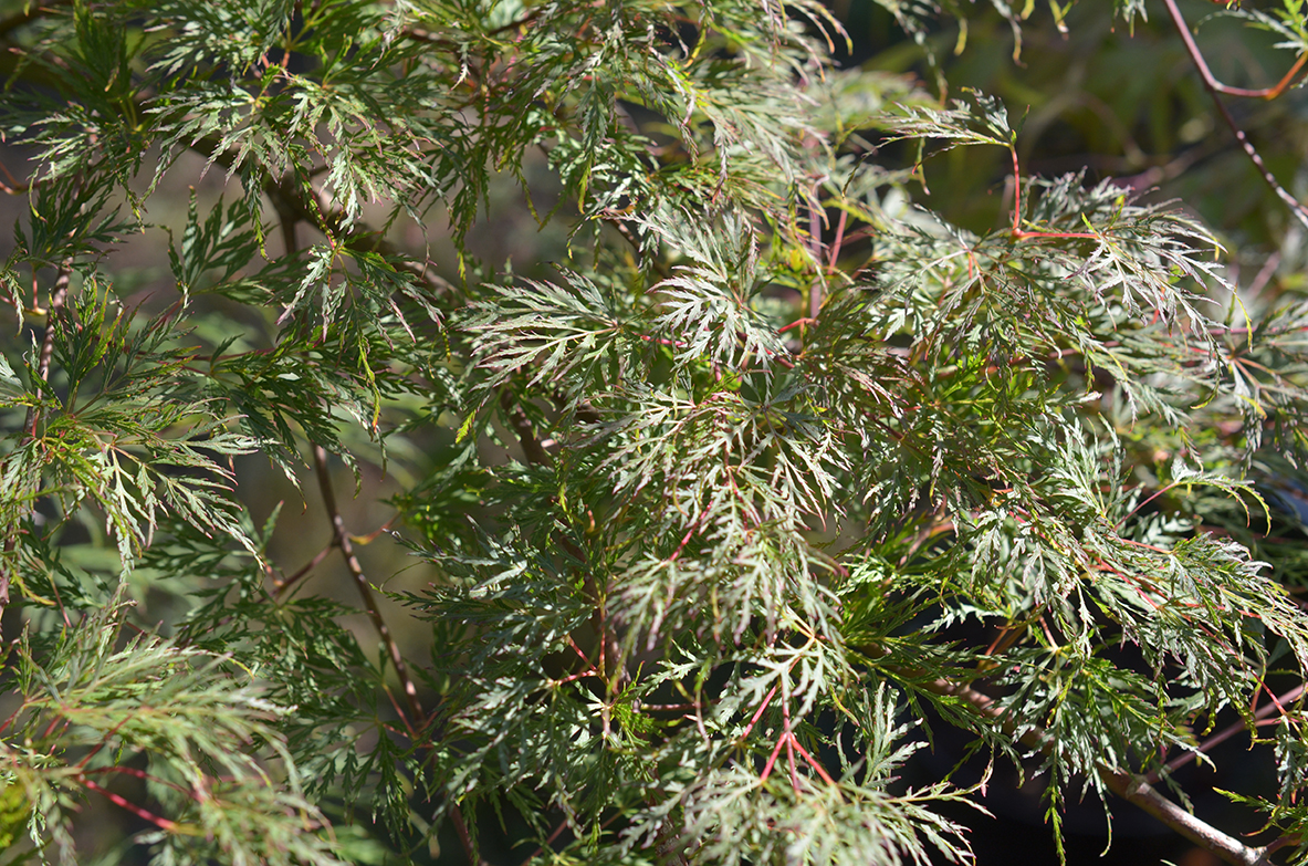 2016__11286- Acer palmatum 'Emerald Lace' - Erable du Japon Érables du Japon