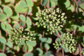Calendrier lunaire du 14 mars 2022