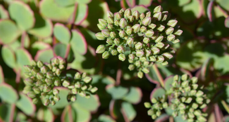 Calendrier lunaire du 14 mars 2022