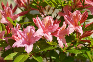 Calendrier lunaire du 16 mars 2022