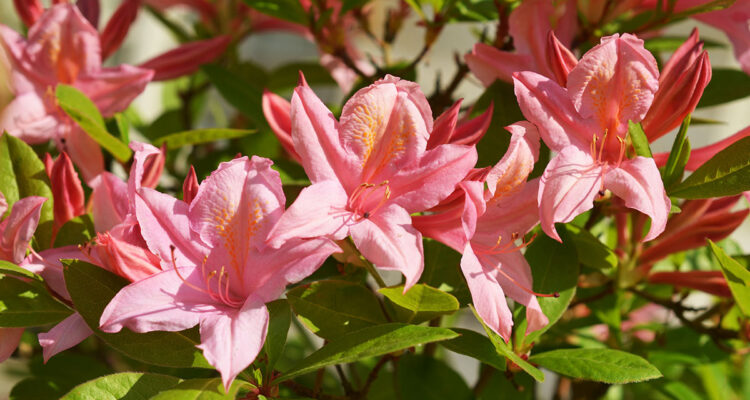 Calendrier lunaire du 16 mars 2022
