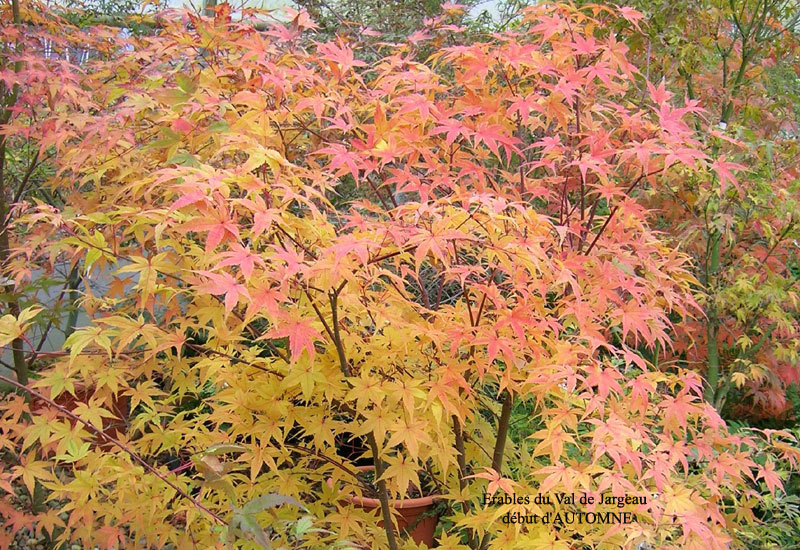 acer Katsura - érables du Val de Jargeau Nos érables préférés