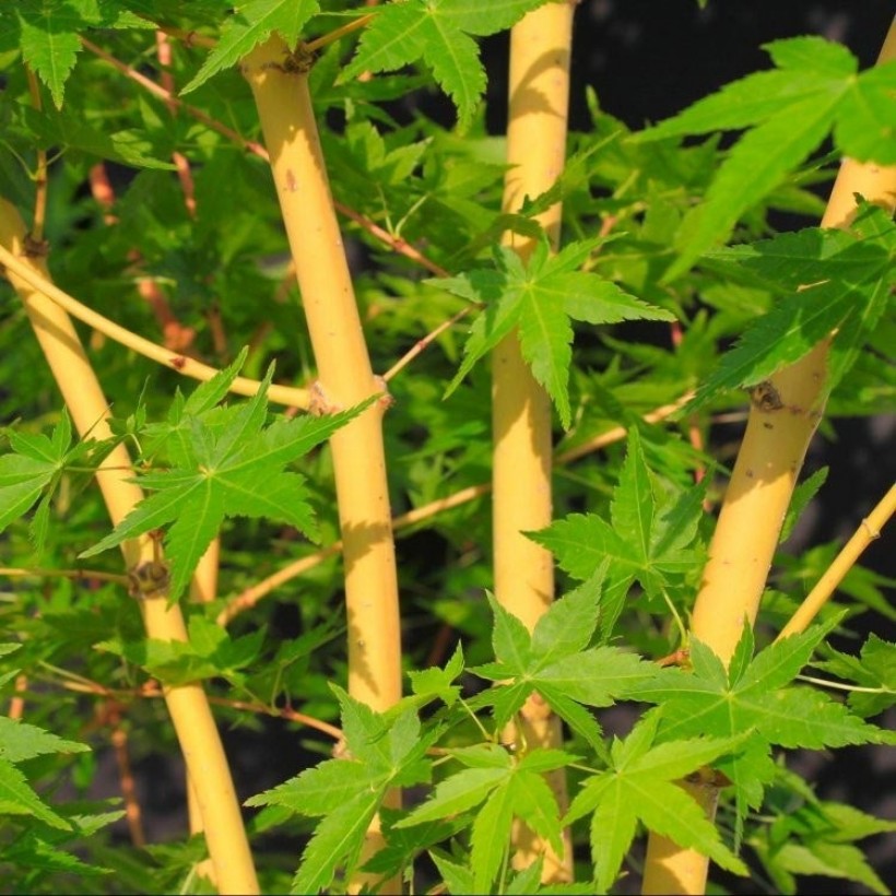 Acer-palmatum-Bi-Hoo-Promesse de fleurs les érables préférés