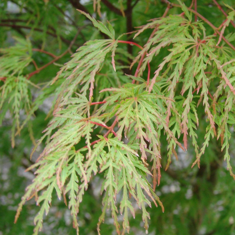 Acer-palmatum-Seiryu-Promesses de fleur-1 Érables du Japon