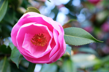 Camelia, bien le planter, bien le cultiver