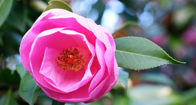 Camelia, bien le planter, bien le cultiver