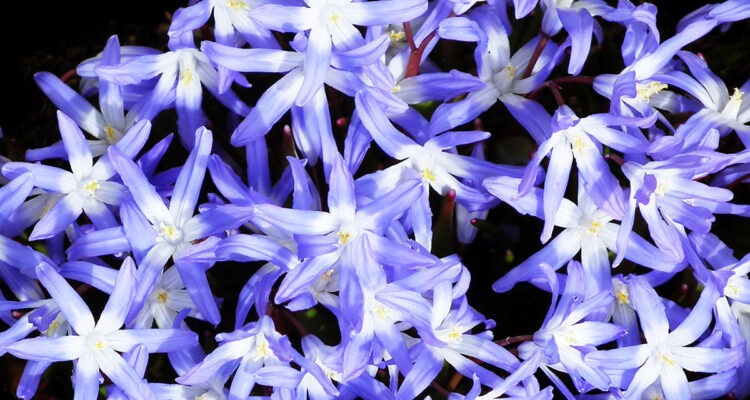 Calendrier lunaire du 27 mars 2022