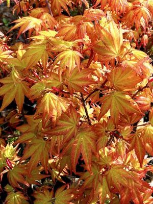 erable-du-japon-akane-jardin du pic vert nos érables préférés